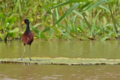 Flora-and-Fauna-on-lower-Rio-Marañón