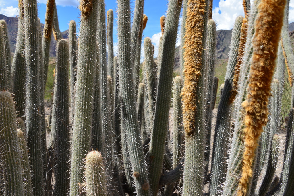 Cactus along The Rio Marañón