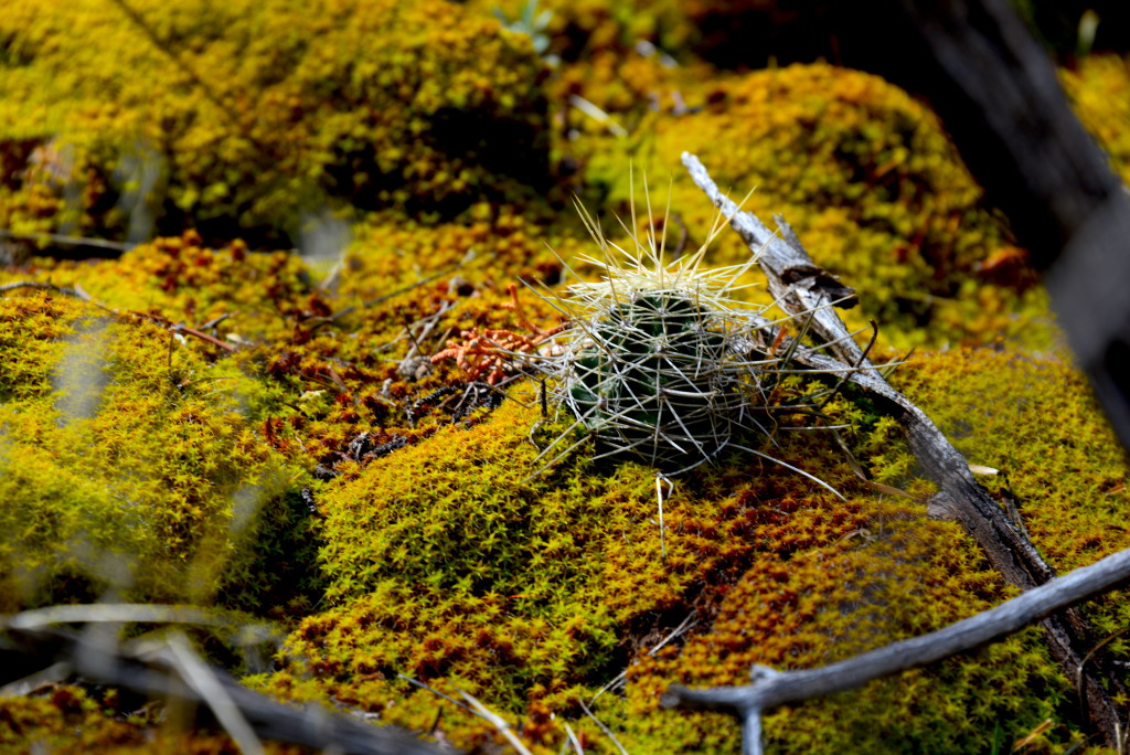 Cactus in moss