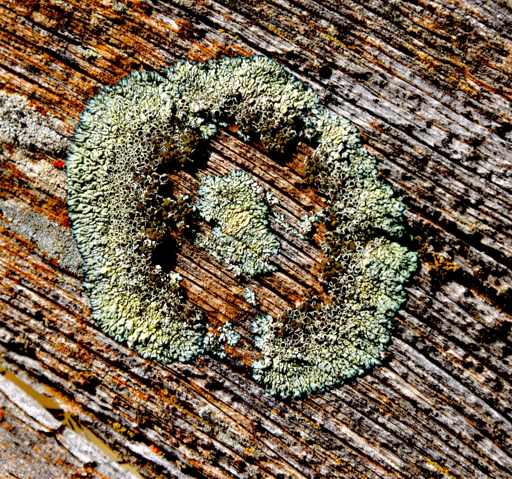 Lichen on Wood